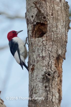 RedheadWoodyTreeLakePale1