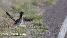 roadrunner
