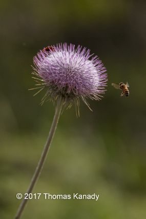 thistlebee