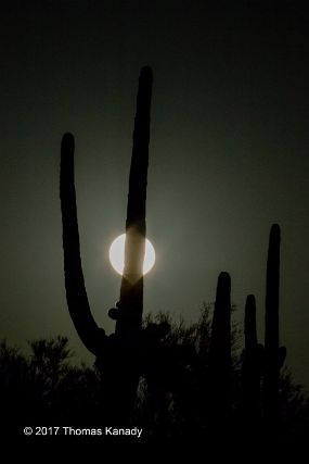 SaguaroMoonrise1