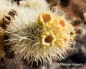chollablossom2