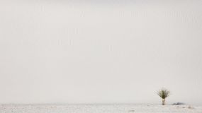 WhiteSands1