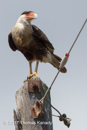 CrestedCaraCara1