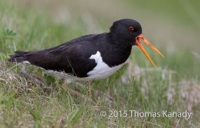 EurasianOysterCatcher