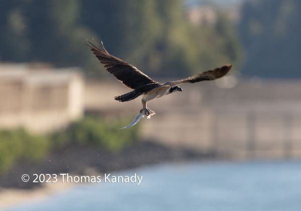 Bonneville_Dam