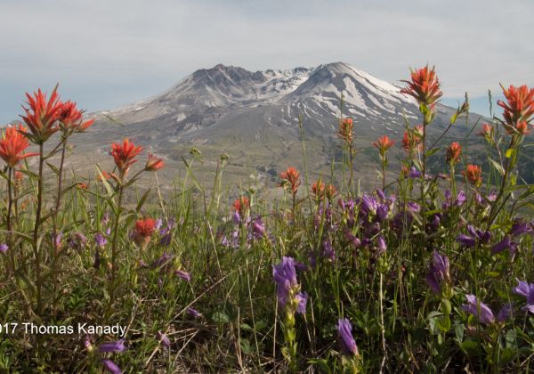 Mount_St_Helens