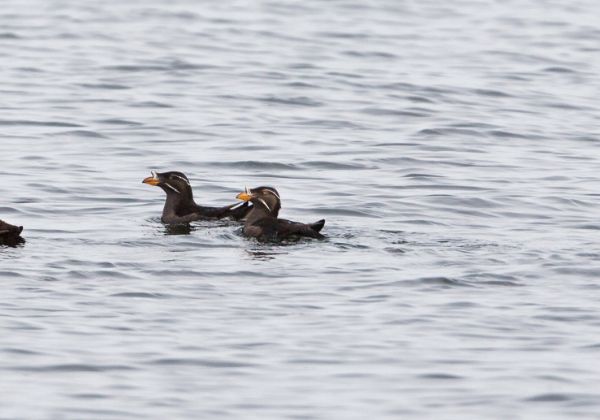 Water Birds