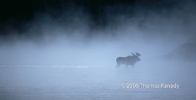 BullMooseCrossingSnakeRiver