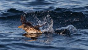 Rhinoseros Auklet Taking Flight