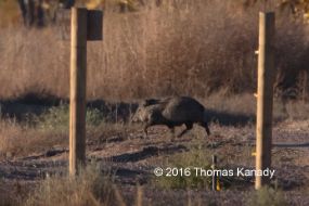 BosquedelApache_Javelina1