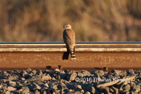 BosquedelApache_Kite1