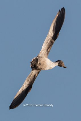 BosquedelApache_PintailDuck1