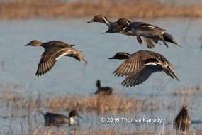BosquedelApache_PintailDucks1