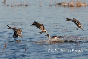 BosquedelApache_PintailDucks2