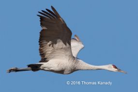 BosquedelApache_SandhillCrane1