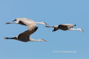 BosquedelApache_SandhillCranes1