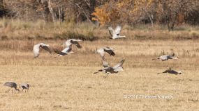 BosquedelApache_SandhillCranes3