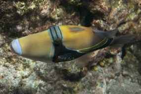 Humuhumu1