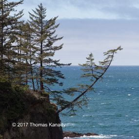 OregonCoast-Tree1