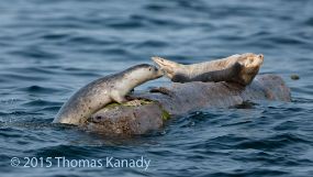 BalancingSeals1