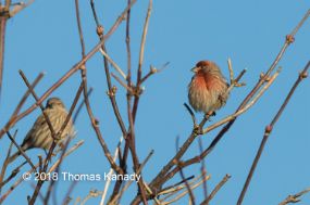 Skagit_HouseFinch-PineSiskin