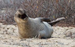 Elephant Seal at Año Nuevo State Park