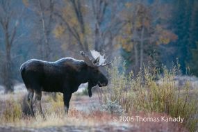 FrostyBullMooseInTetons