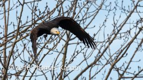 087A0192 Bald Eagle in Flight - Skagit Valley