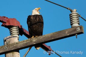 087A2702 Bald Eagle in Skagit Valley