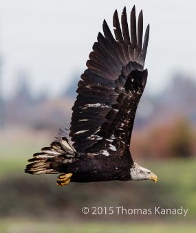 BaldEagleInFlight