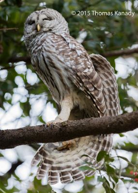 BareredOwl1