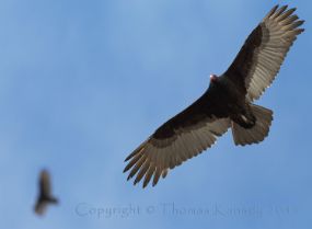 TurkeyVulture_at_AnoNuevo