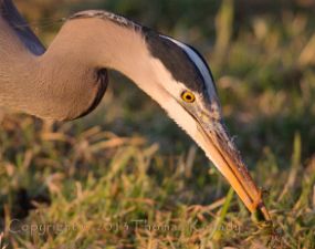 Heron-Frog