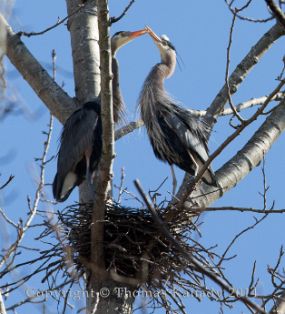 Heron Mating Ritual