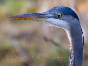 Heron-PortraitinBlue