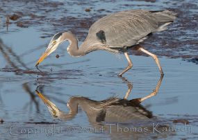 Heron-mud1