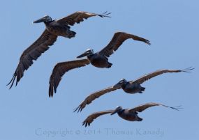 PelicanSquadronCapeDisappointment1