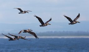 PelicanSquadronCapeDisappointment2