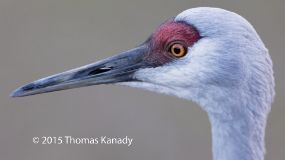 SandHillCranePortrait