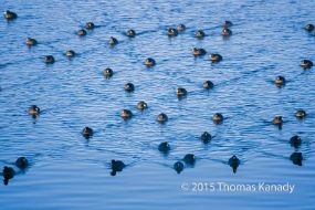 TetonCoots