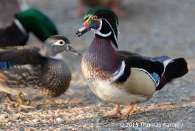 WoodDuck1