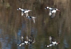 buffleheads1